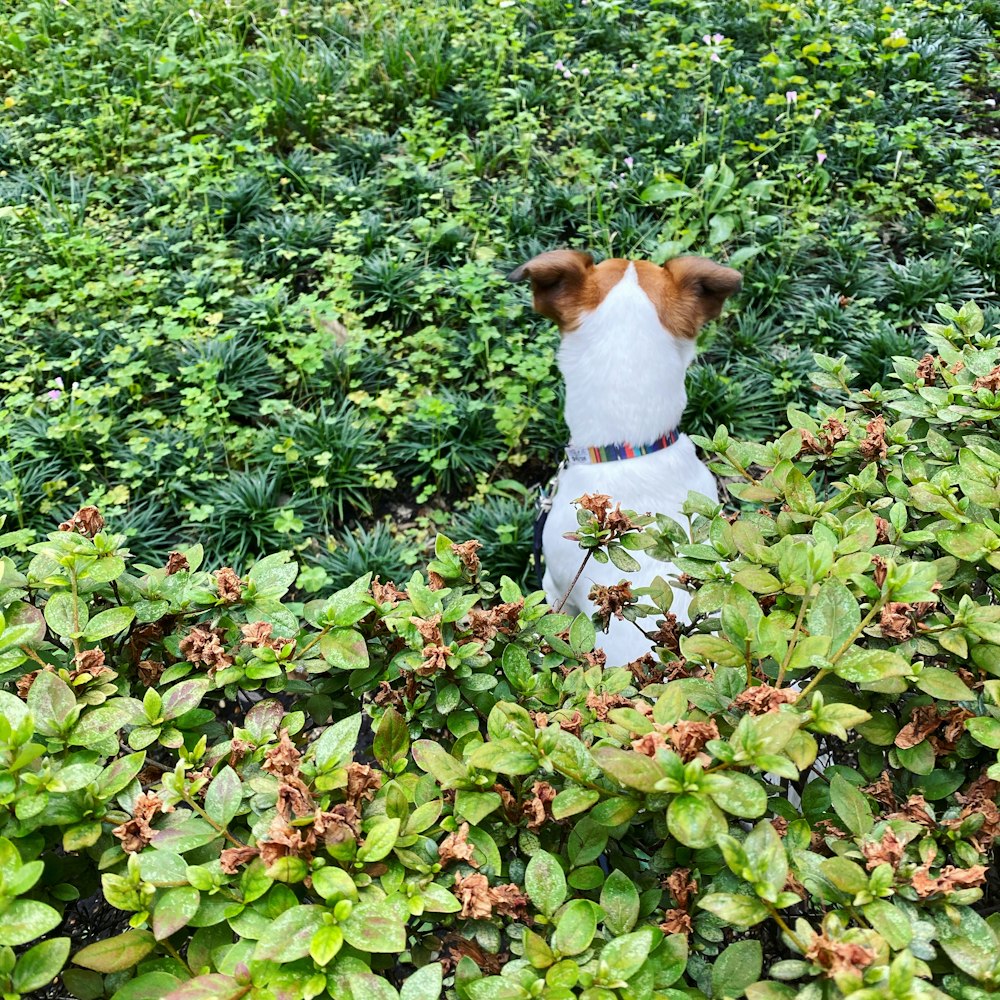 cão branco e marrom de pelagem curta no campo de grama verde