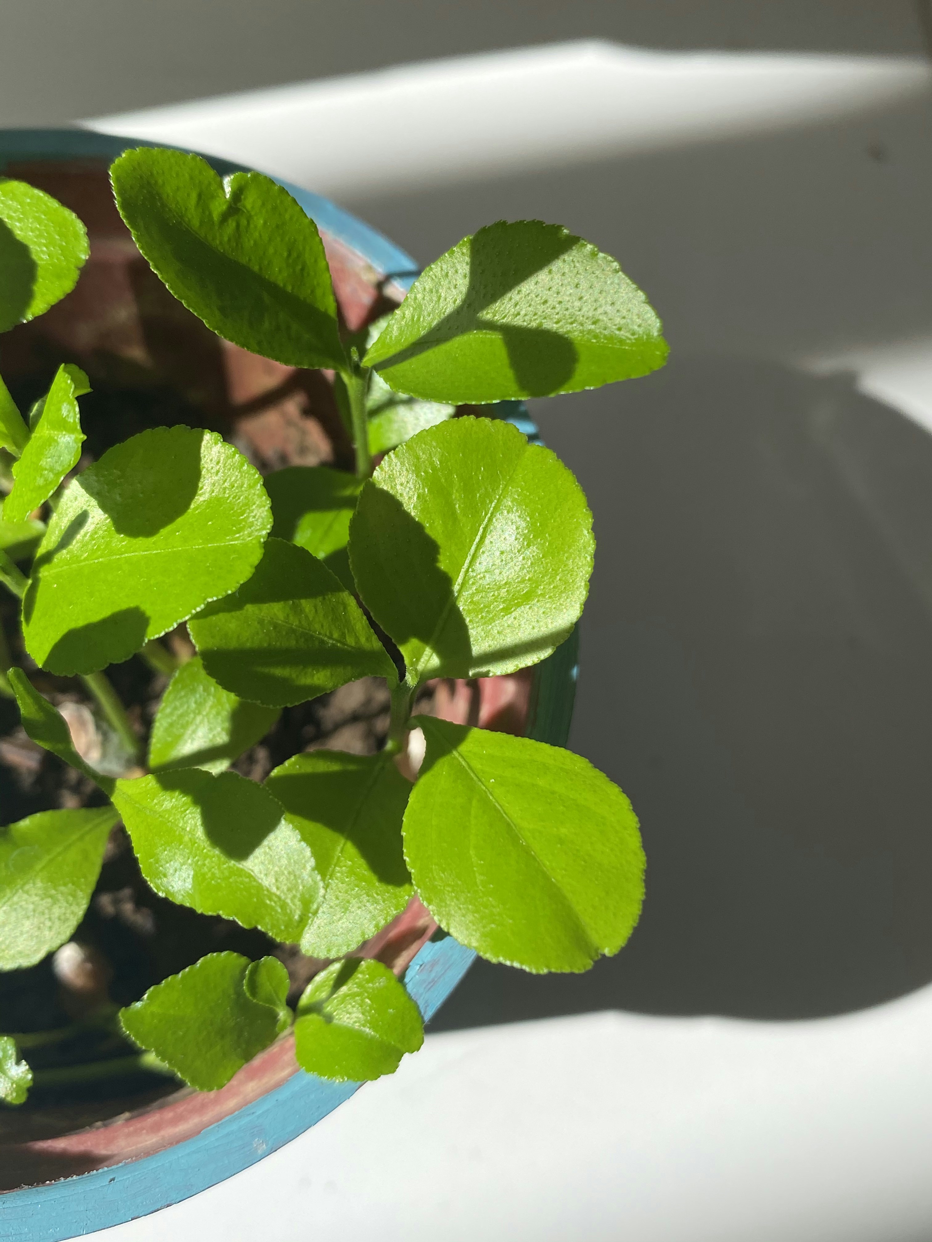 Chandan Sandalwood Plant