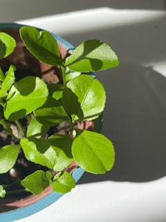 Moisturizer container beside fresh green leaves, bathed in soft natural light.