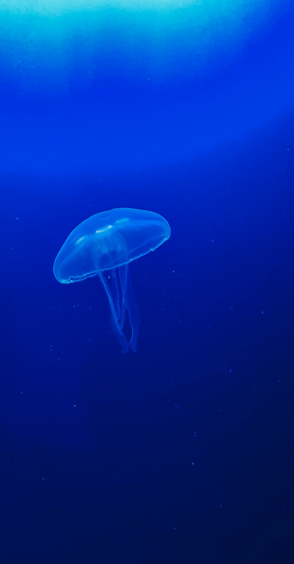 white jellyfish in blue water