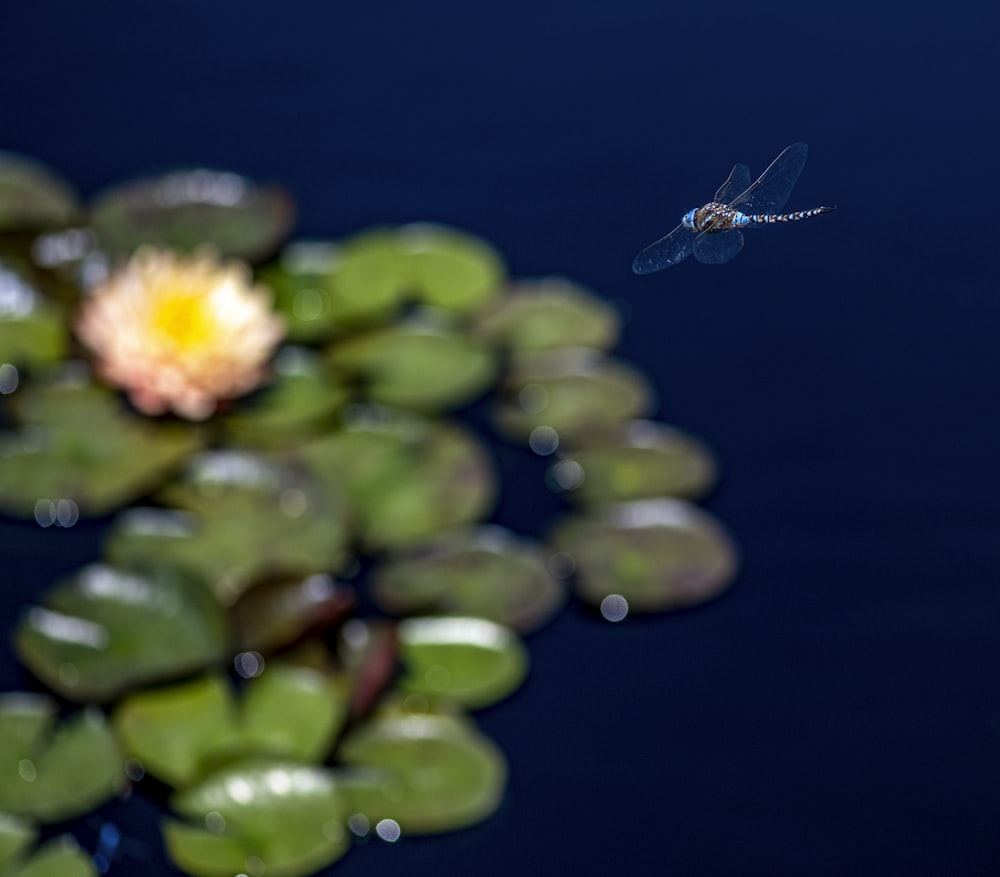 libellule bleue perchée sur une fleur jaune en gros plan pendant la journée