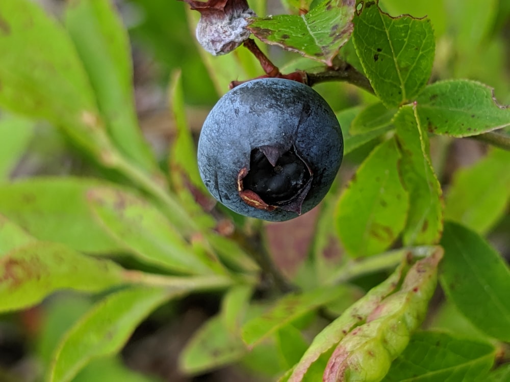 Frutta blu su foglia verde