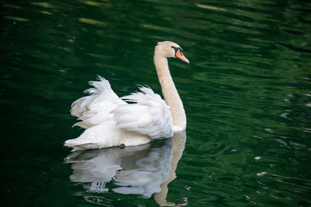 white swan on water during daytime