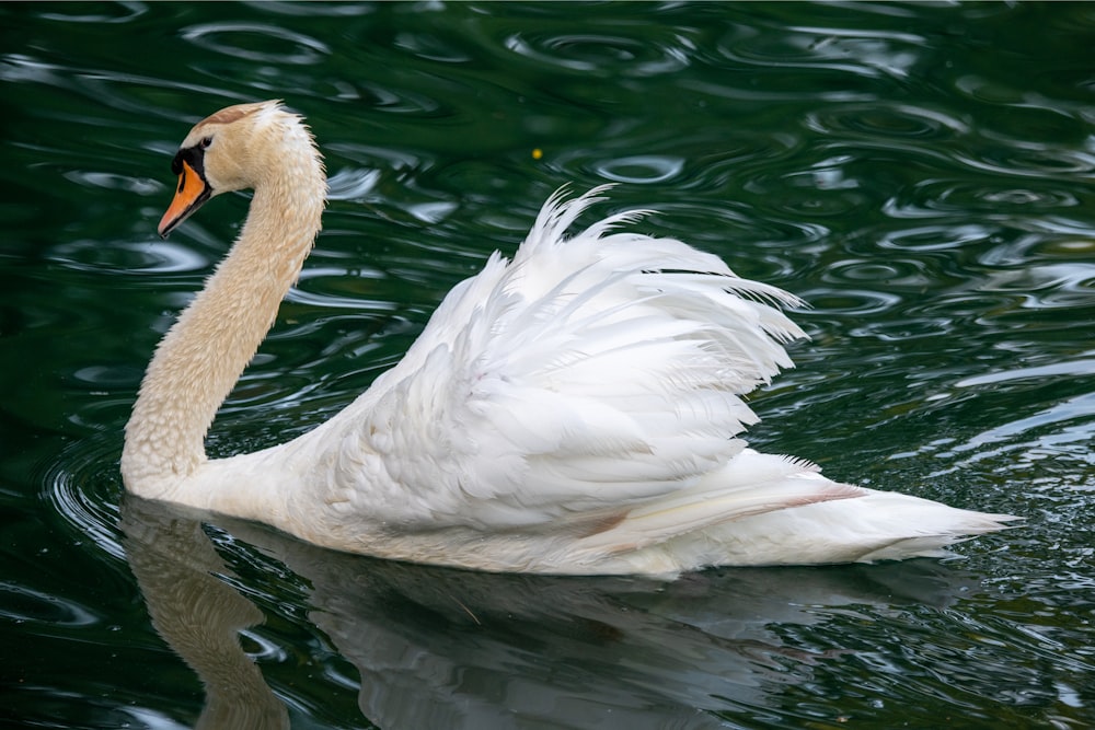 white swan on water during daytime