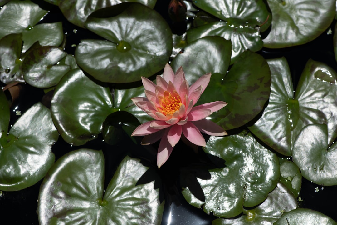 pink lotus flower on water