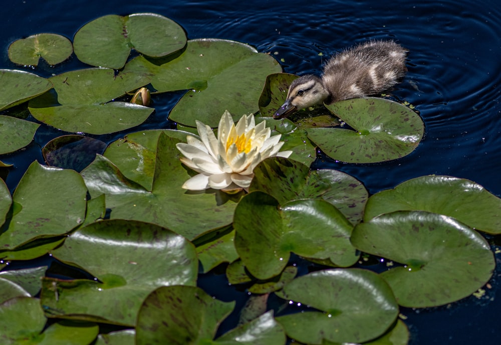 white and brown duck on water lily