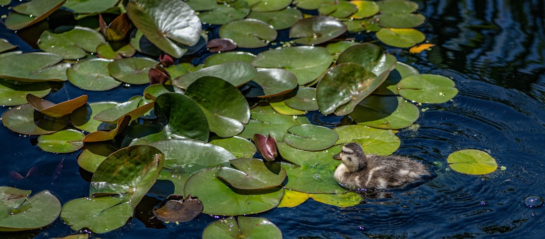brown duck on water with green leaves