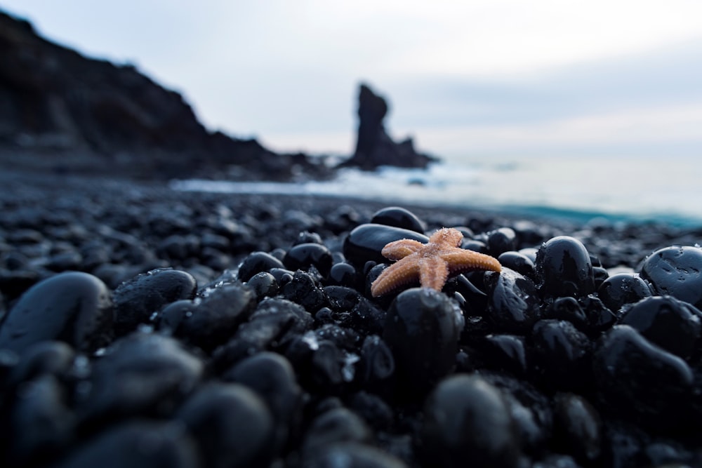 brown starfish on black and brown stones near body of water during daytime
