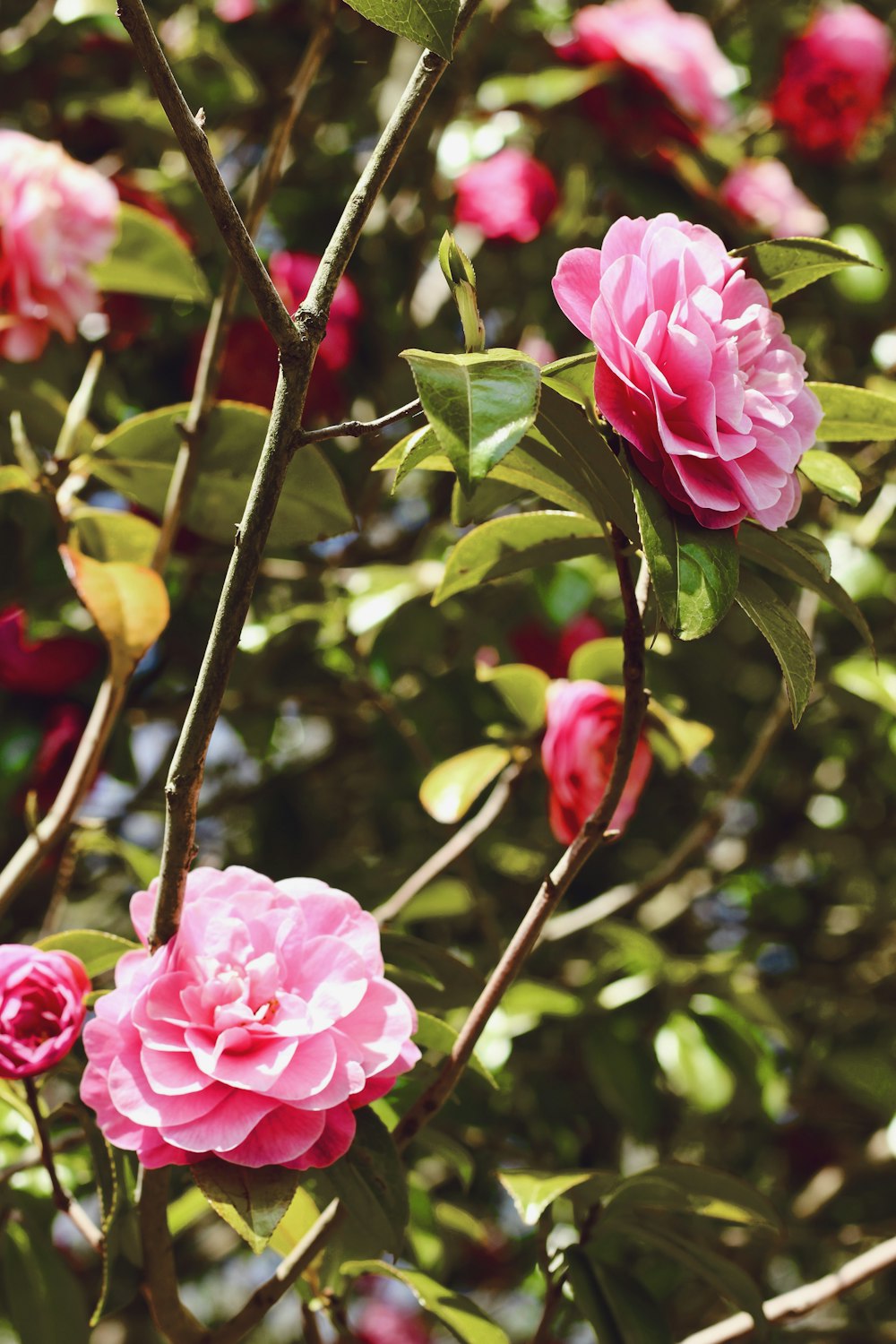 pink roses in bloom during daytime