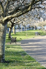 black metal bench on green grass field near trees during daytime