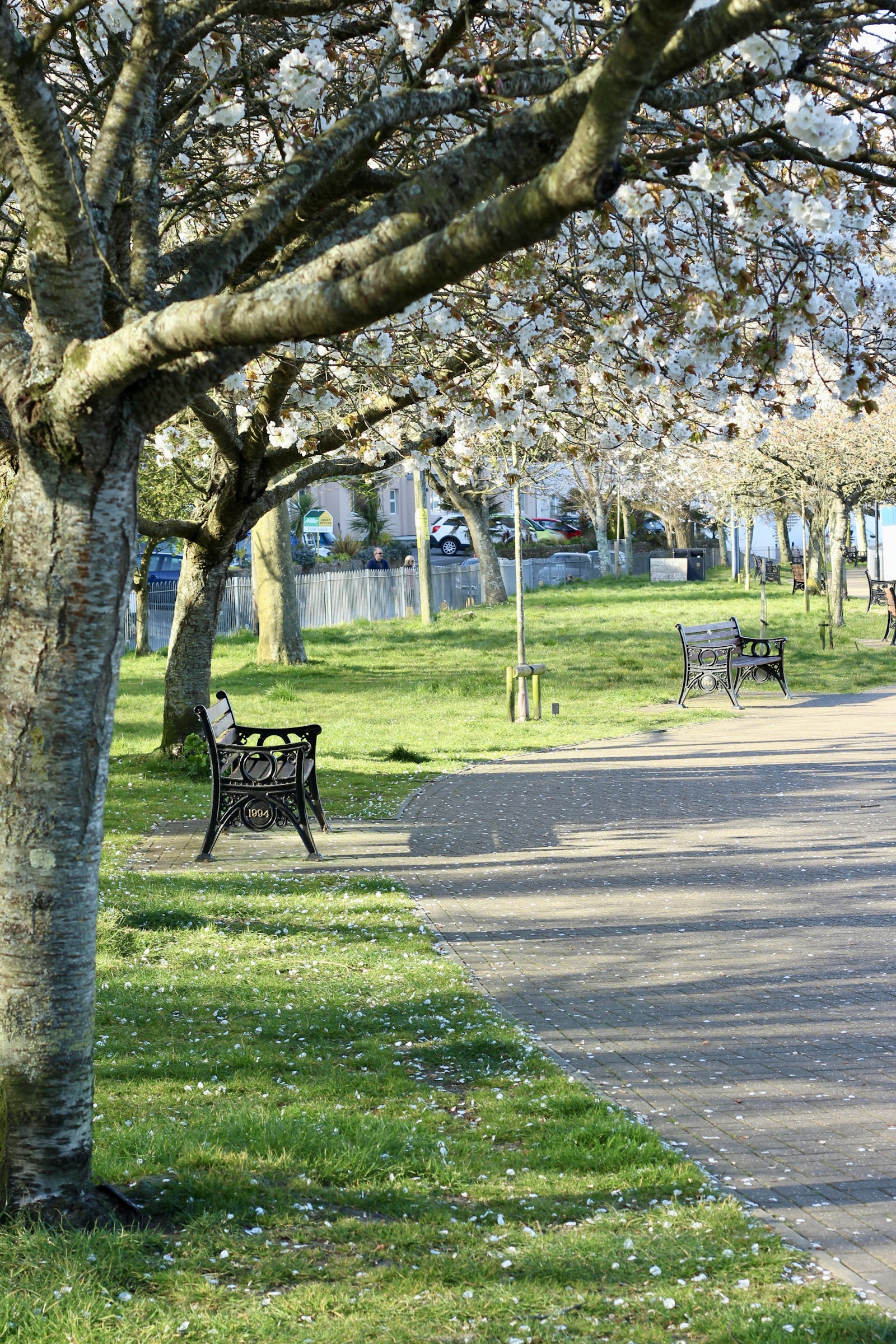 Park benches along a tree-lined path in spring