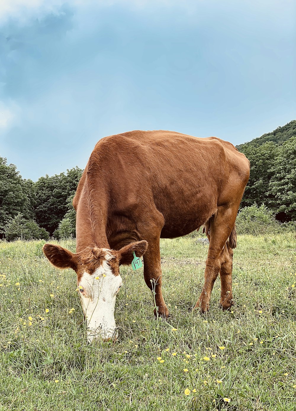 brown and white horse eating grass during daytime