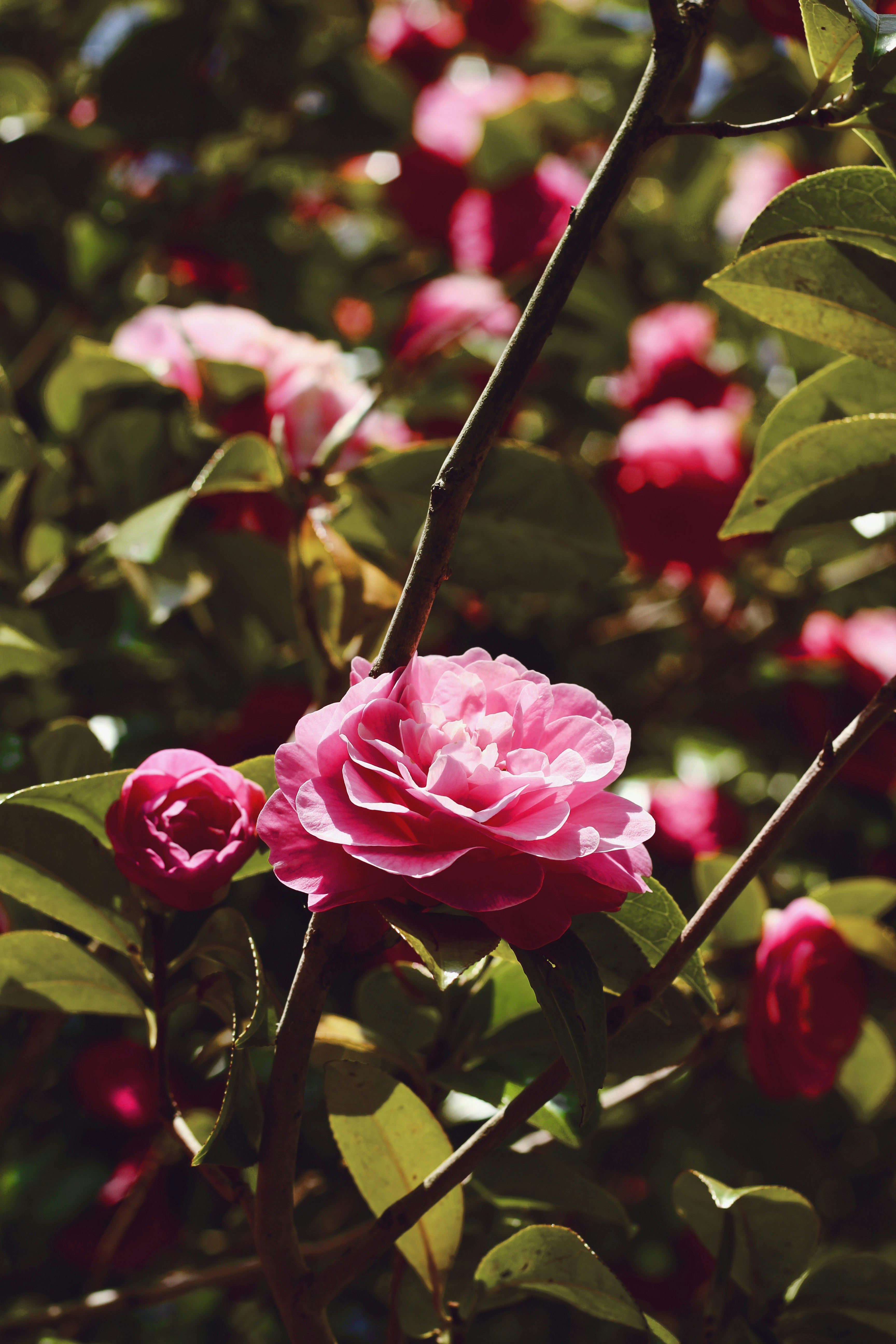 Photo by breslercreative