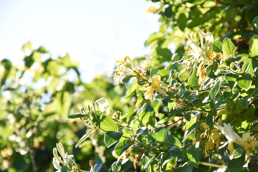 green leaves with green leaves during daytime