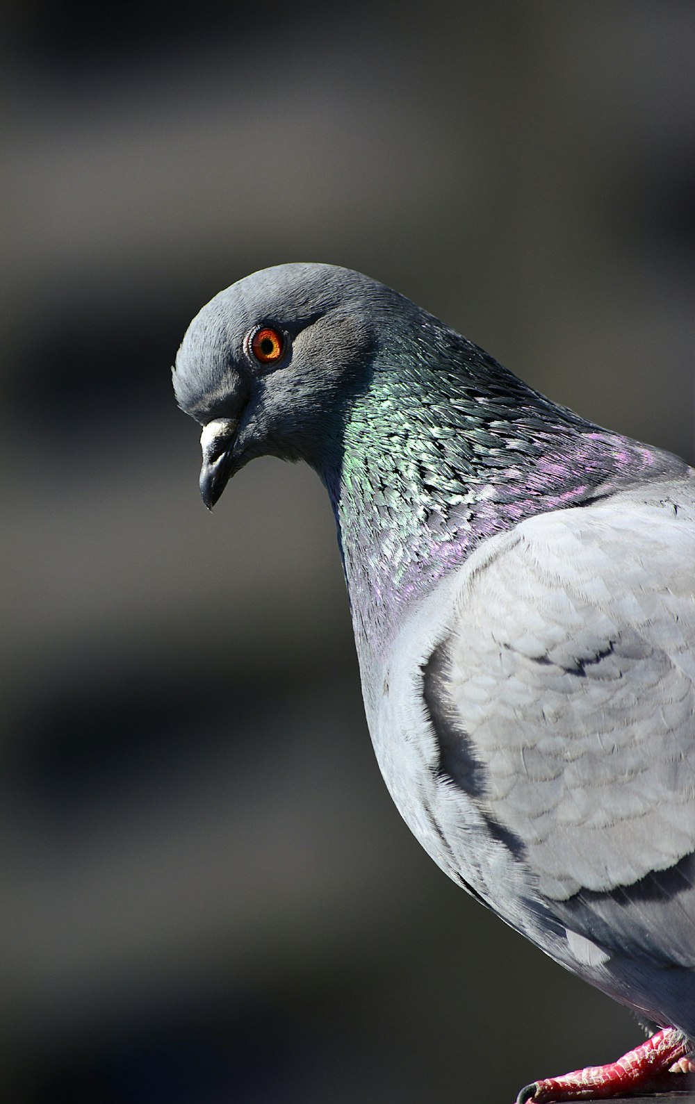 pájaro blanco y púrpura en fotografía de primer plano