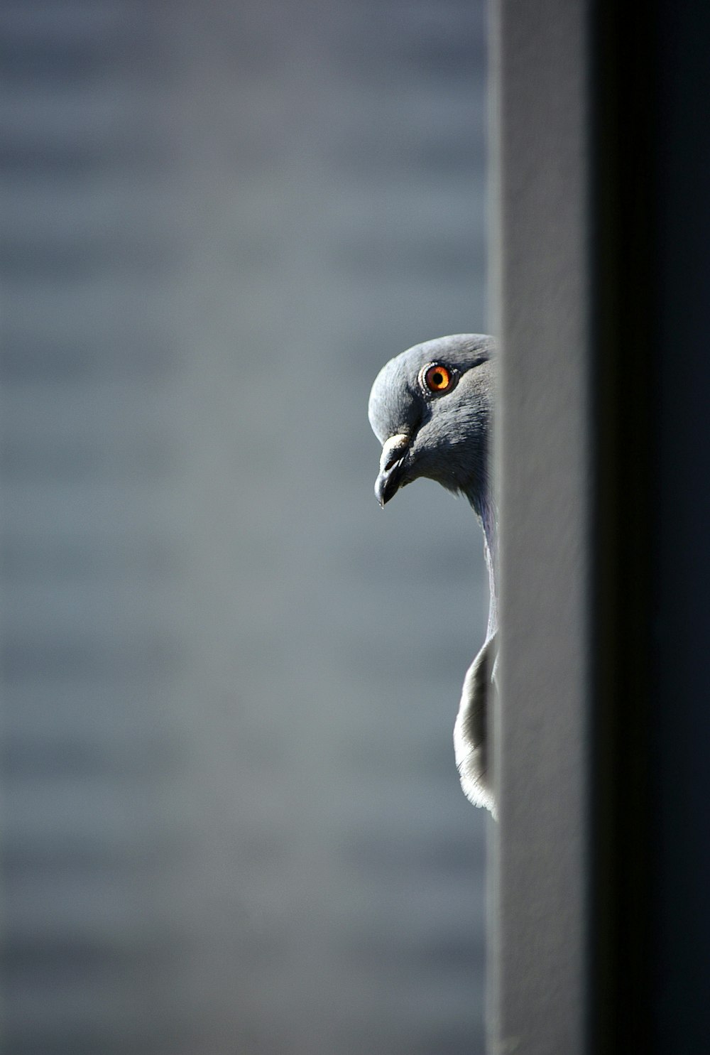 pássaro cinzento e branco na barra de metal cinzenta
