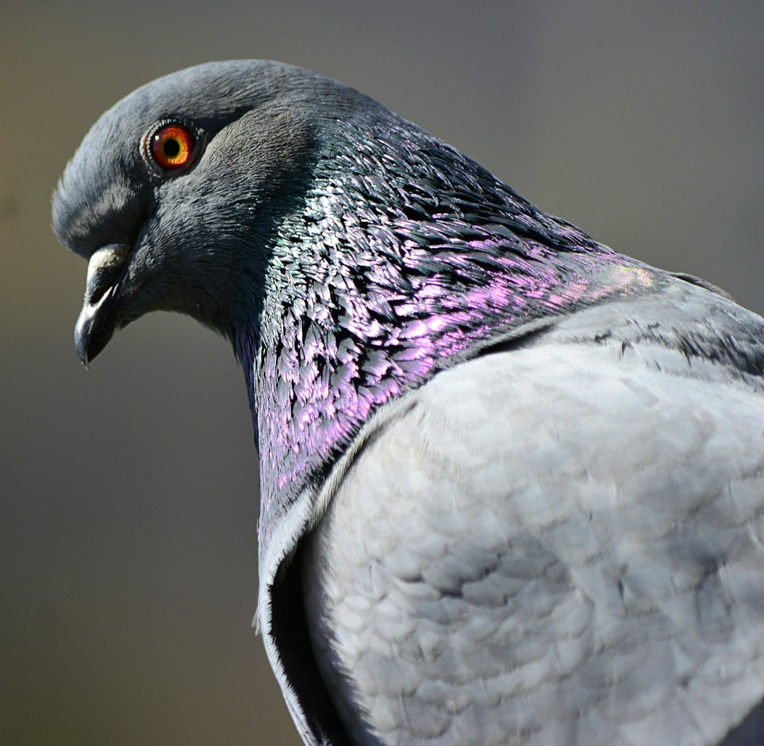  white and purple bird in close up photography pigeon