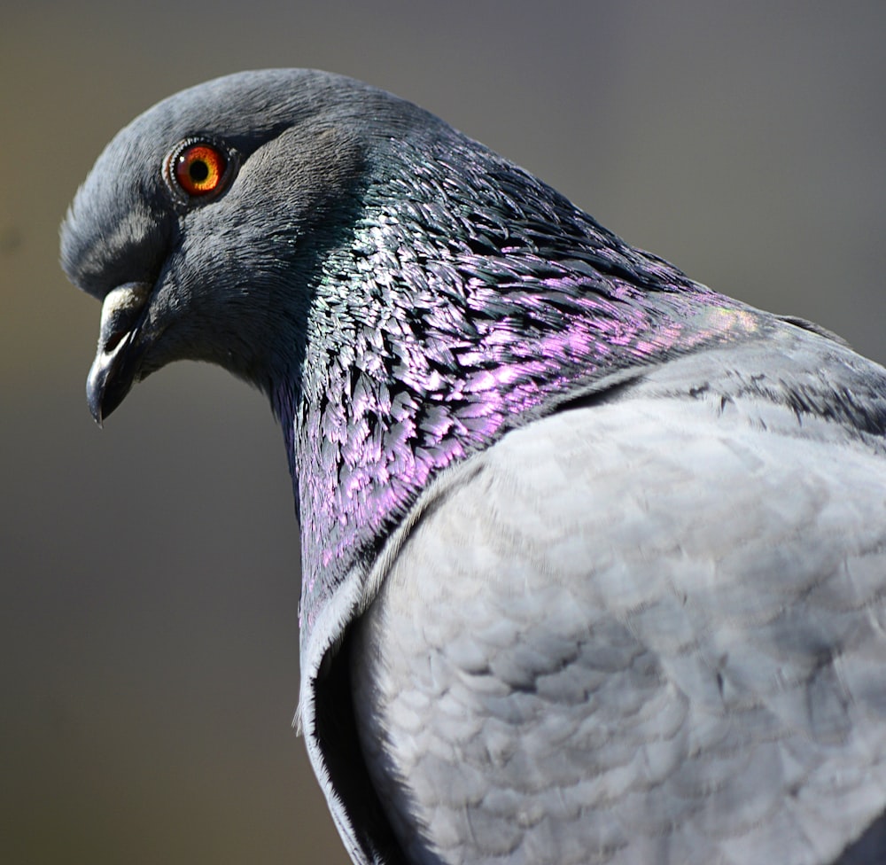 white and purple bird in close up photography