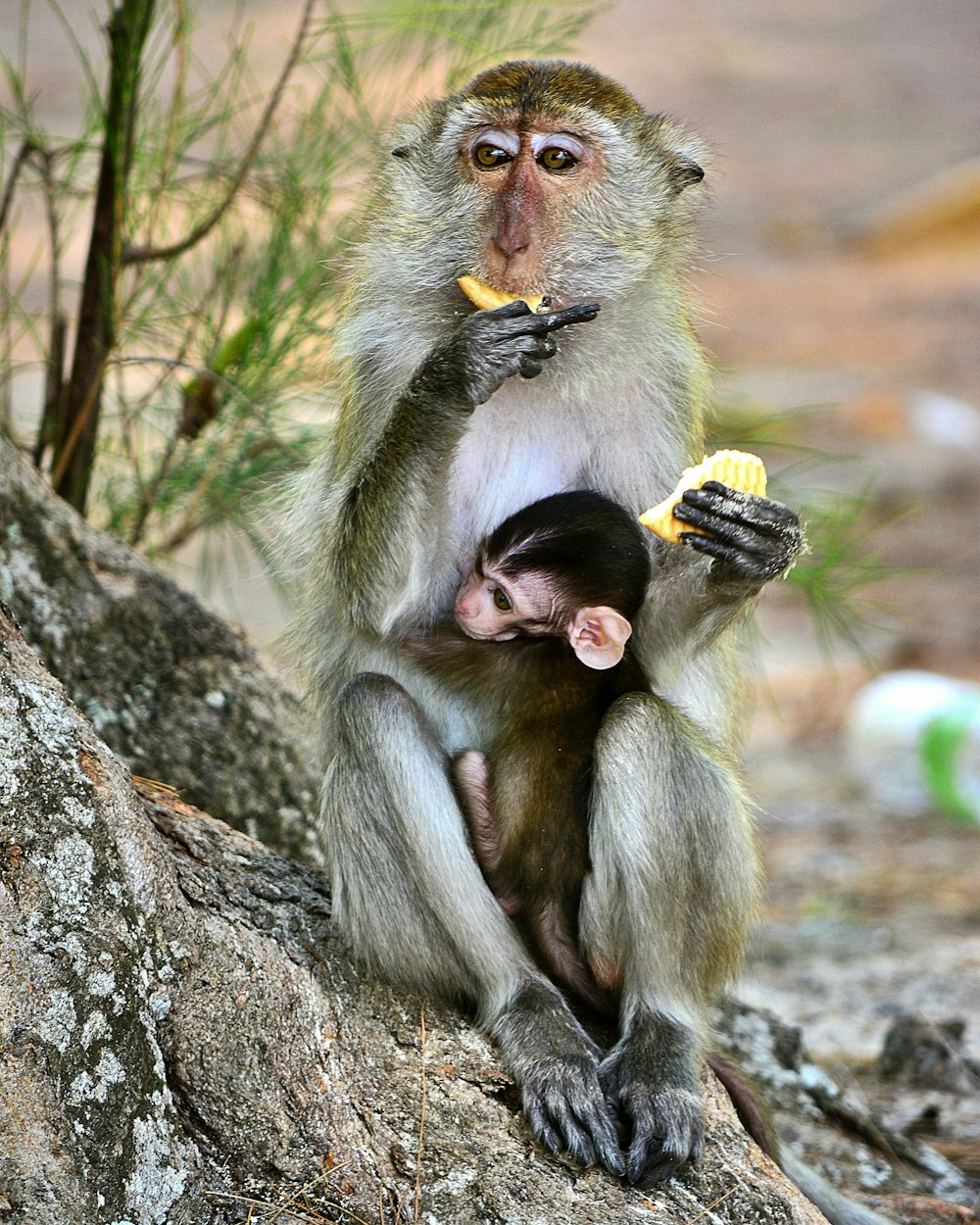 brown monkey sitting on tree branch