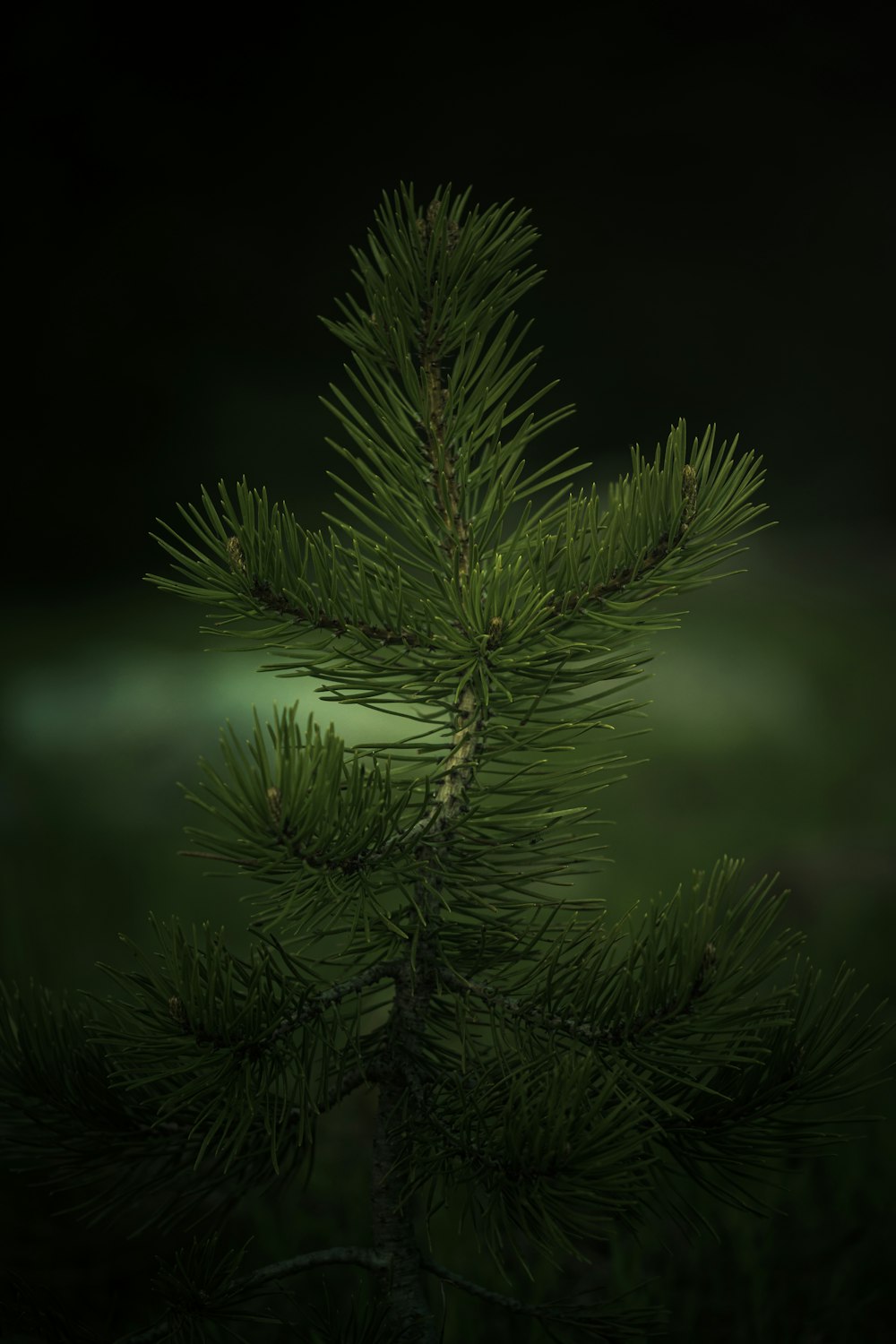 pino verde en fotografía de primer plano