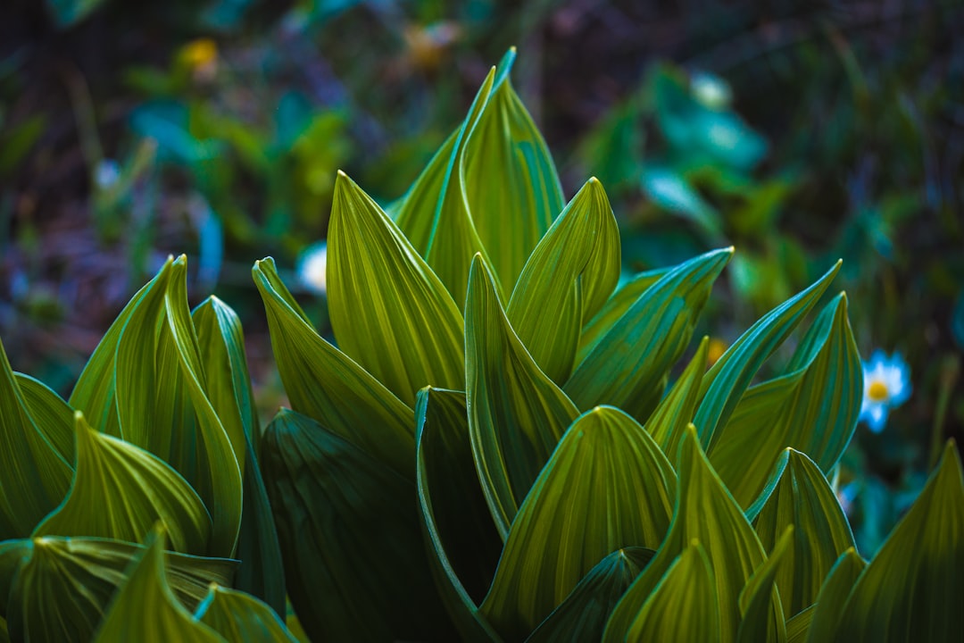 green plant in close up photography