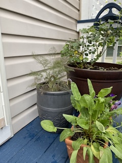 Three flower pots sit on a blue-painted wooden deck against a light-colored wood-paneled wall. The largest pot is brown, containing a leafy green plant. Next to it, a gray pot has a fine, feathery plant growing within. In the foreground, a small terracotta pot holds a plant with broad green leaves and purple flowers.