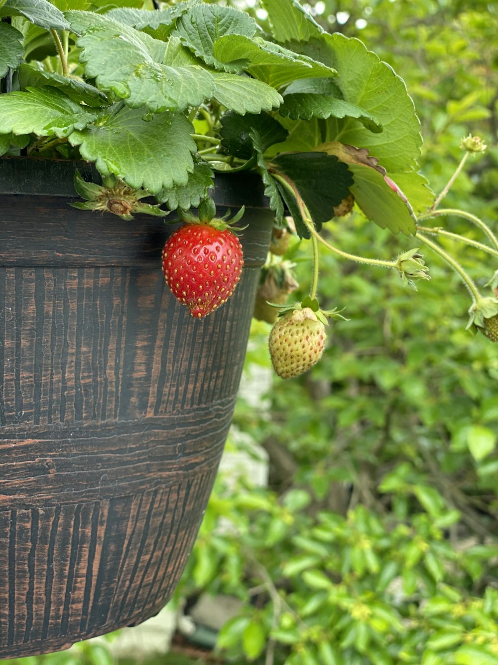 red strawberry fruit on brown wooden bucket