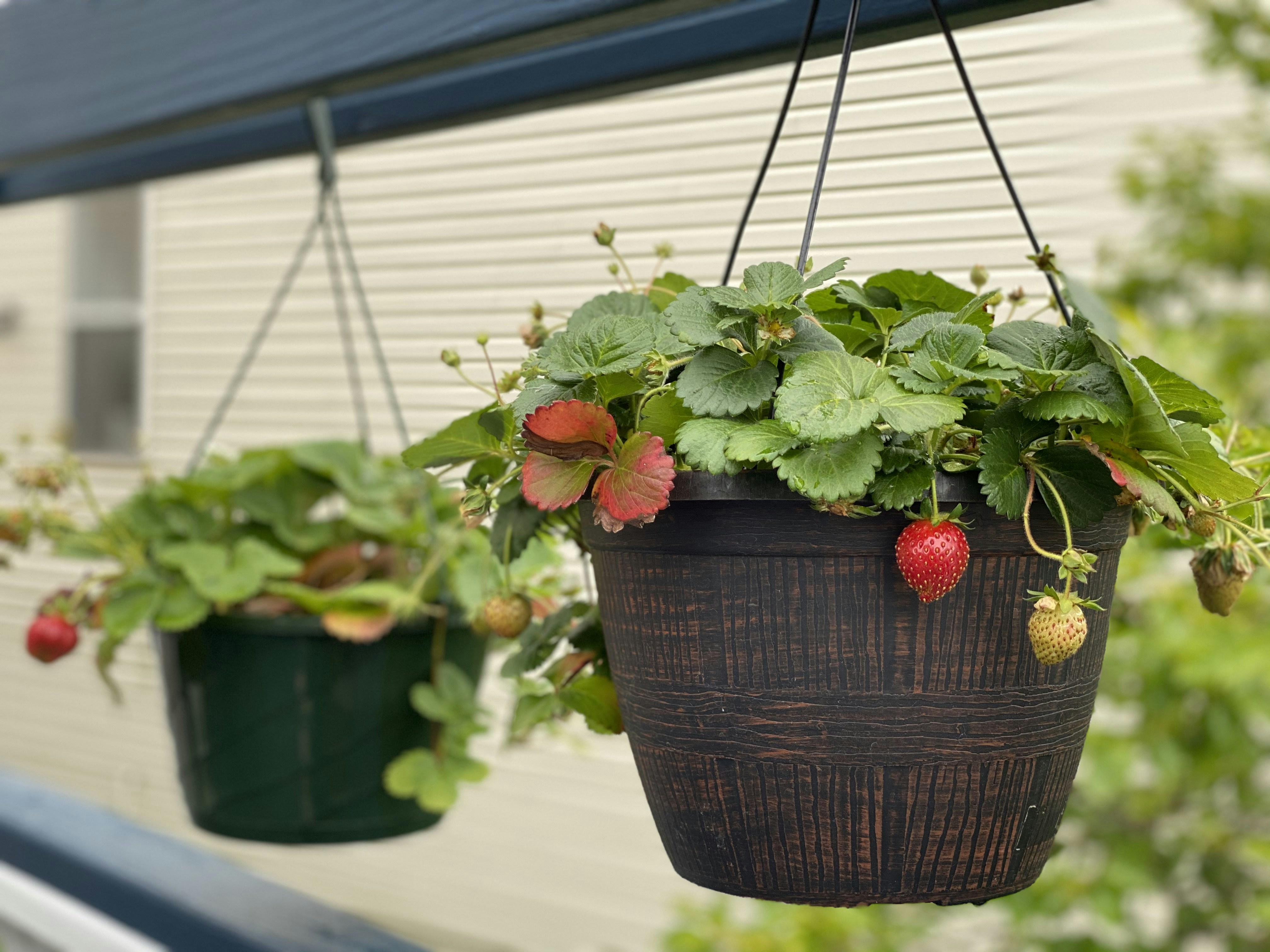A vibrant hanging basket filled with strawberry plants and ripening fruit, hanging on a sunny patio.
