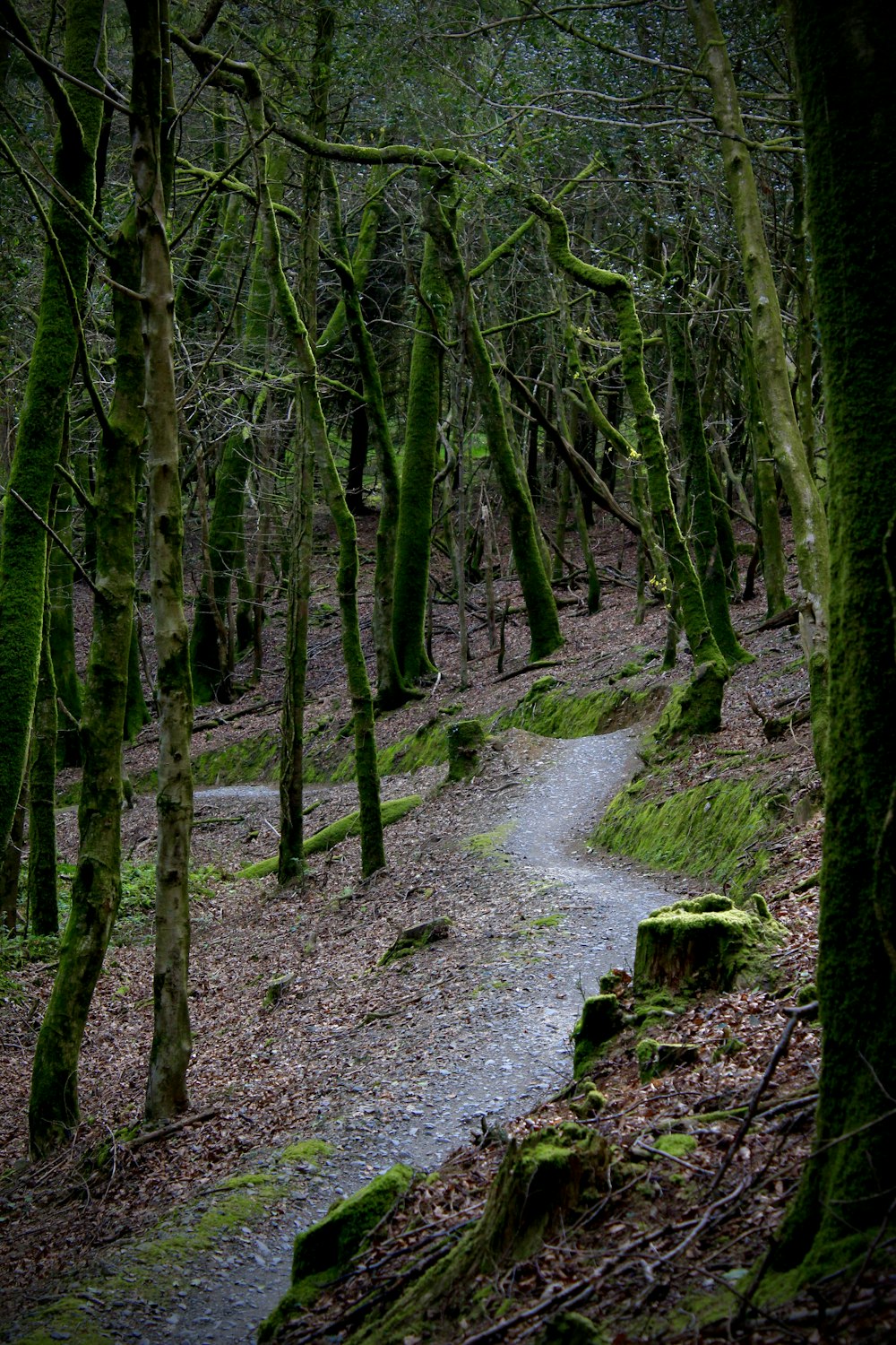 green trees on gray soil