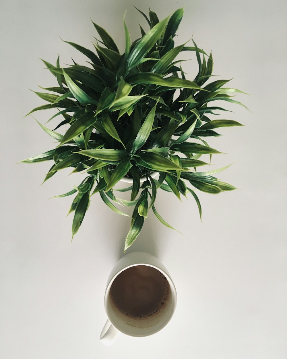 green plant on white ceramic mug