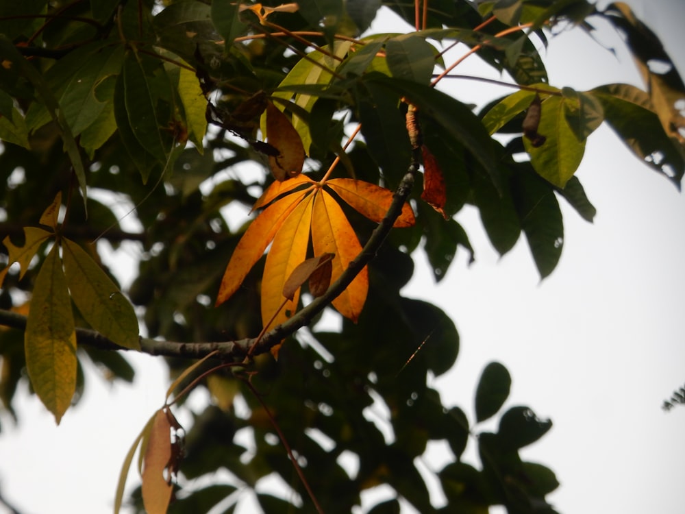 green and brown leaves during daytime