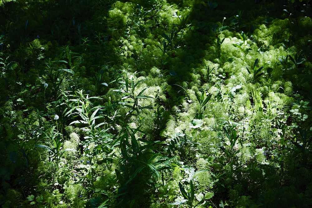 Plantes et arbres verts pendant la journée