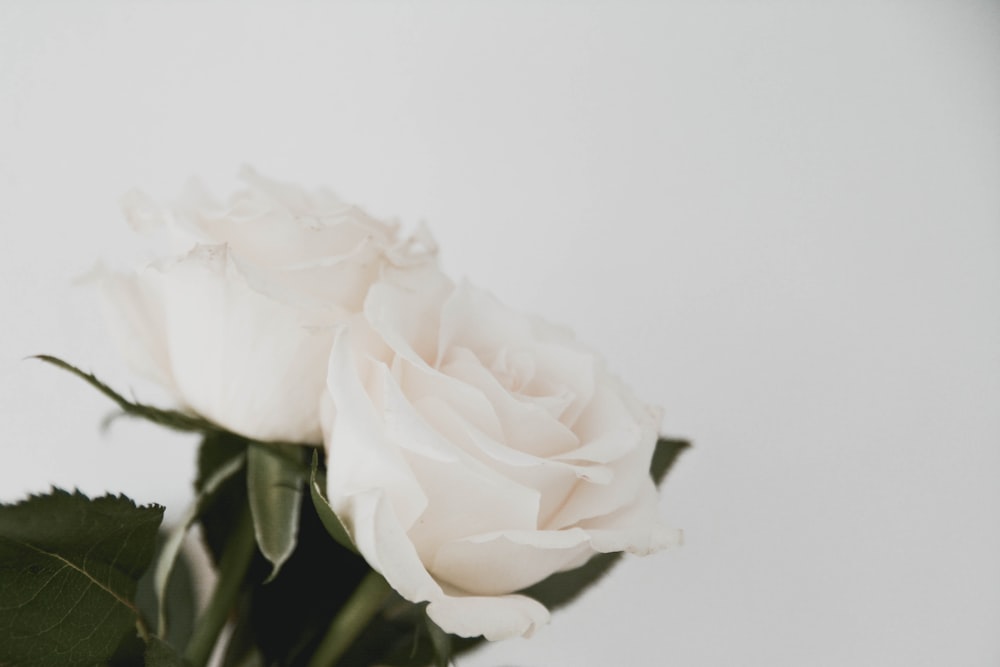 rosa bianca in primo piano fotografia