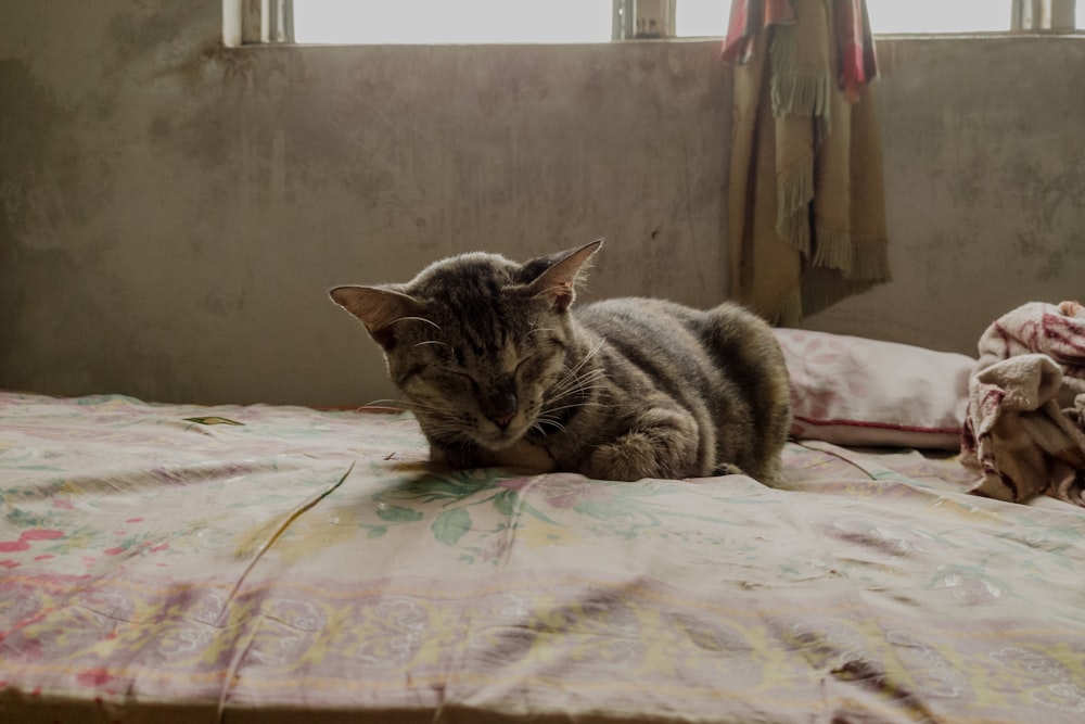 silver tabby cat on bed