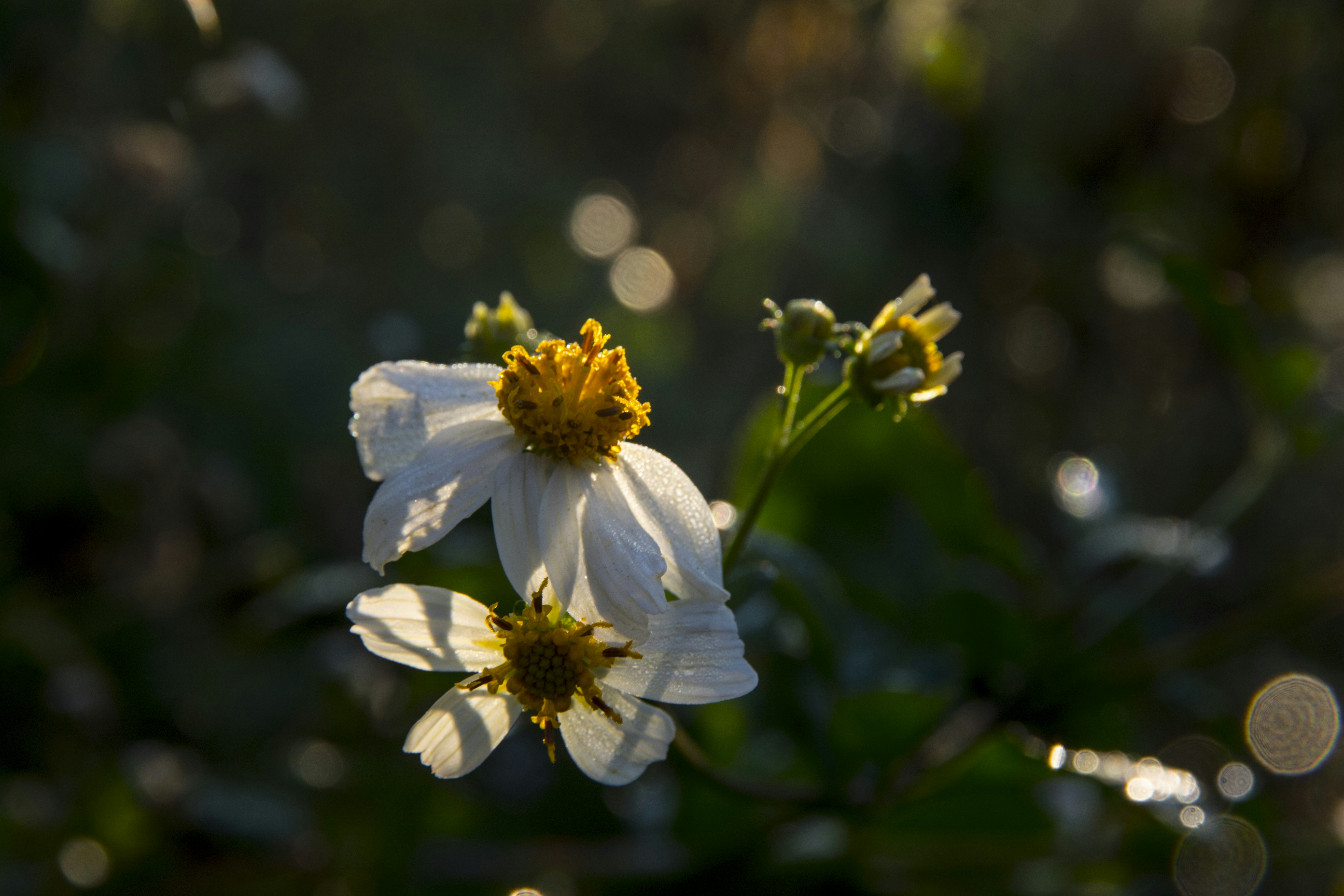 Photo by robincanfield