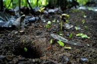 Close-up of rich soil and young trees sprouting in a pristine forest area.
