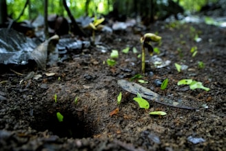 Close-up of a soil sensor embedded in rich forest earth, capturing real-time environmental data.