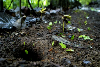 Researchers examining soil samples in a lush Arunachal Pradesh forest.