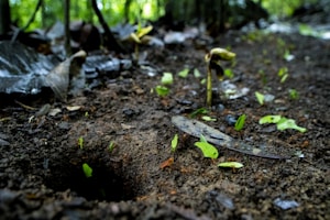 The image captures a close-up view of a forest floor with rich, dark soil. Small plants and sprouts are emerging from the ground, surrounded by fallen leaves. The setting is lush and appears to be part of a dense forest.