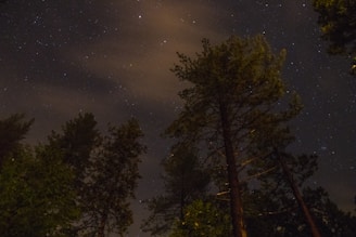 Starry night sky above tall pine trees, inviting wonder and exploration.
