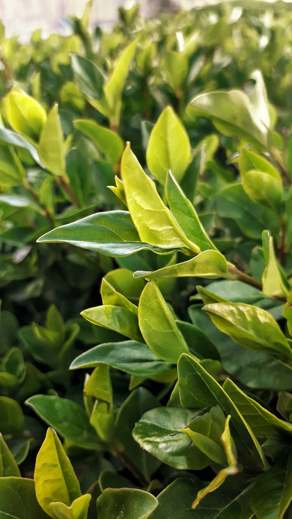 folhas verdes na lente macro