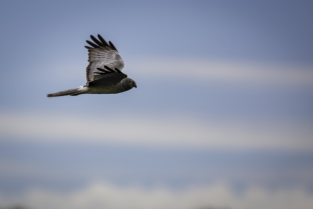 black gull flying during daytime