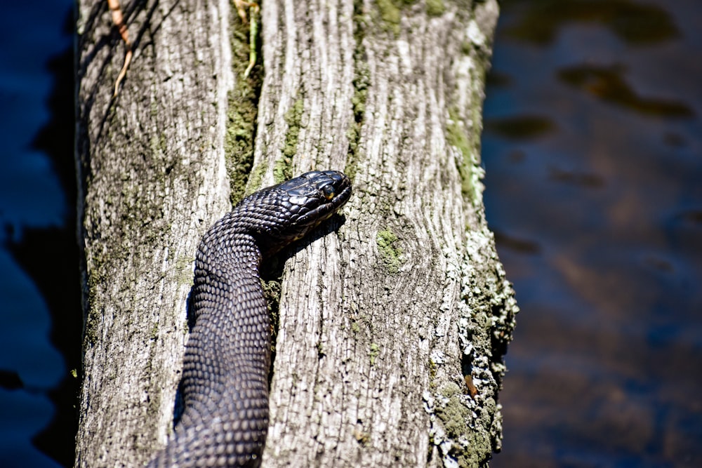 black snake on green tree trunk