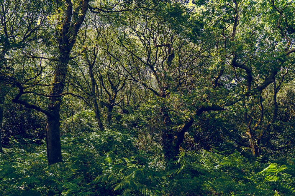 green trees in forest during daytime