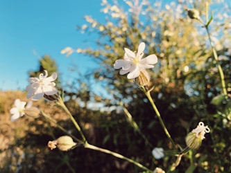 Exploring Korean Wildflowers: A Mountaineering Photographer’s Database