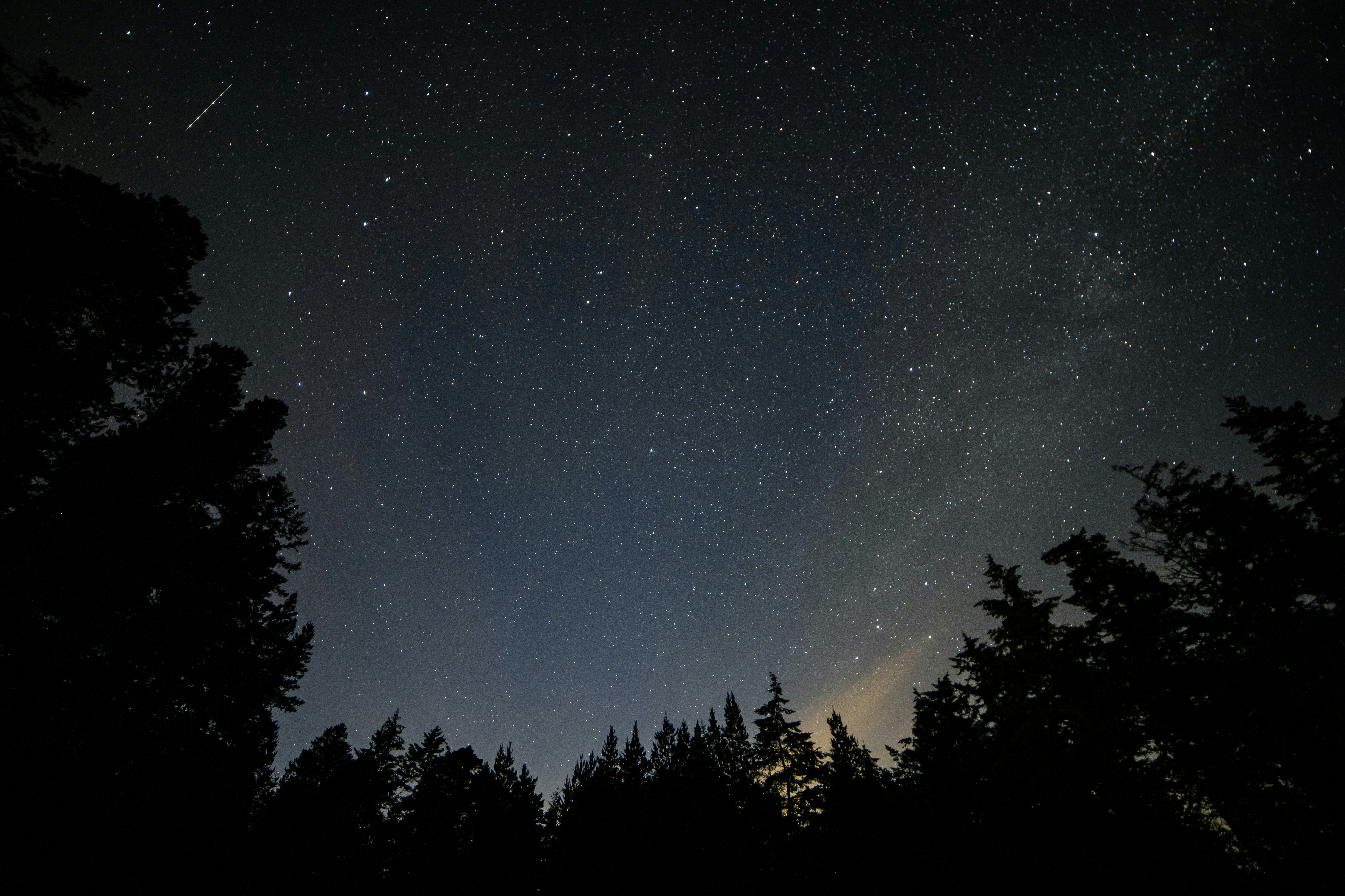 night sky with trees and starts around