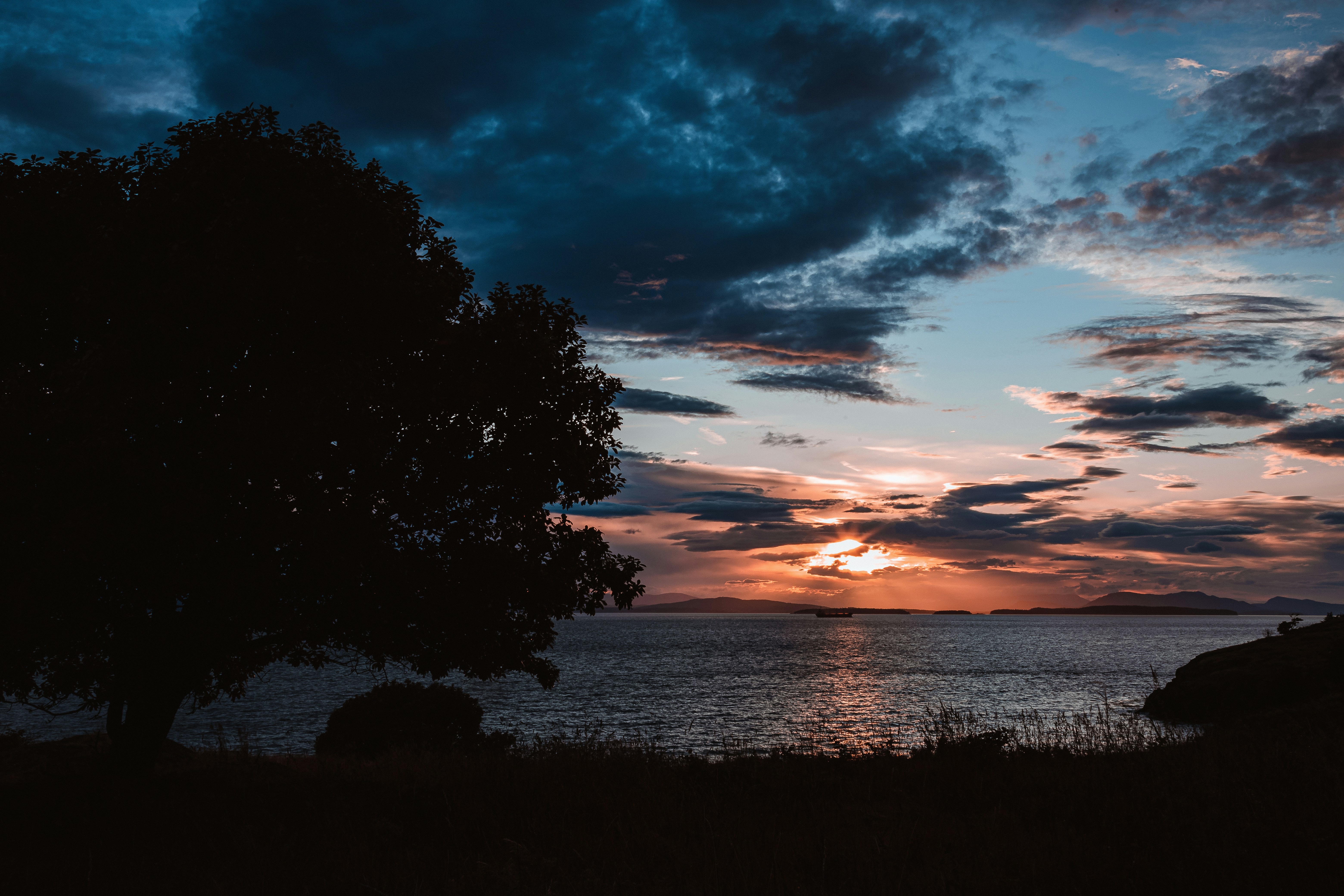 silhouette of trees near body of water during sunset