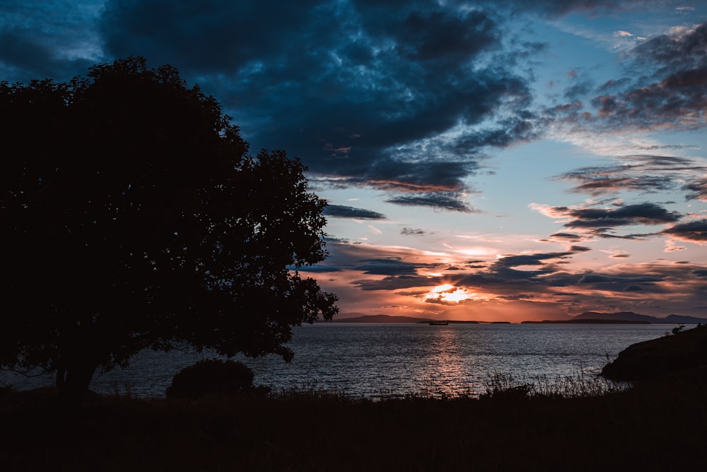 silhouette of trees near body of water during sunset