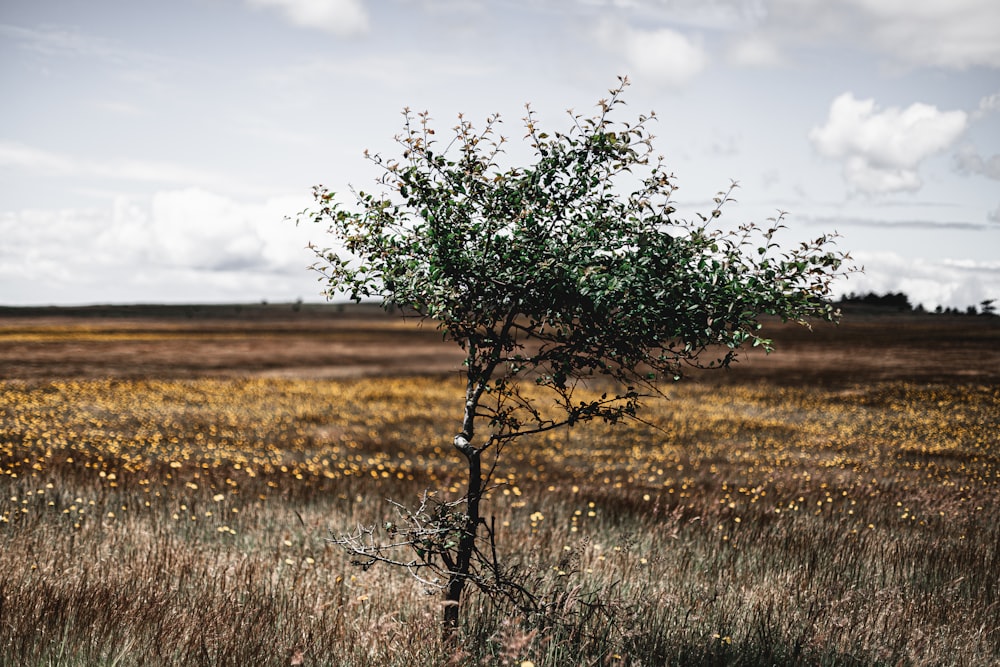 green tree on brown grass field during daytime