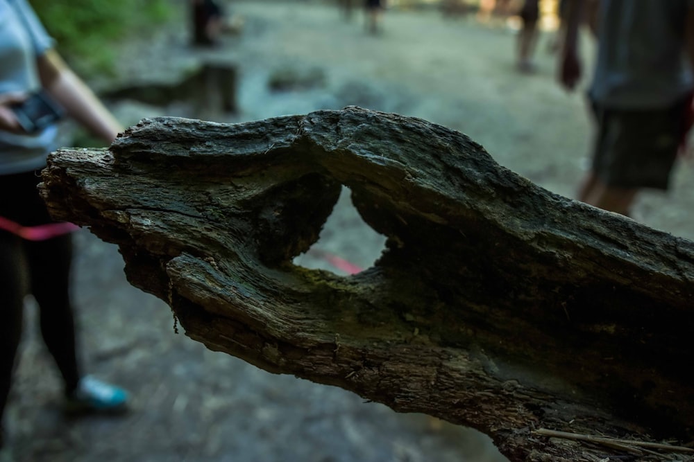 brown tree trunk during daytime